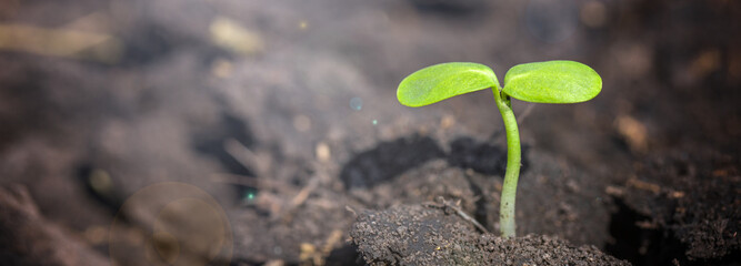 Ecology Concept and Environmental. Rising Sprout from the Soil and symbolizes the struggle for a...