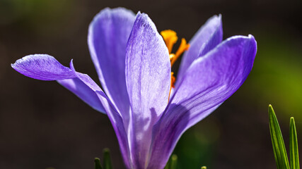 Flowers Crocus in the Garden closeup. Nature in Spring. Flora and Fauna in Springtime. Macro photography of an Bloom Purple Flower Saffron.