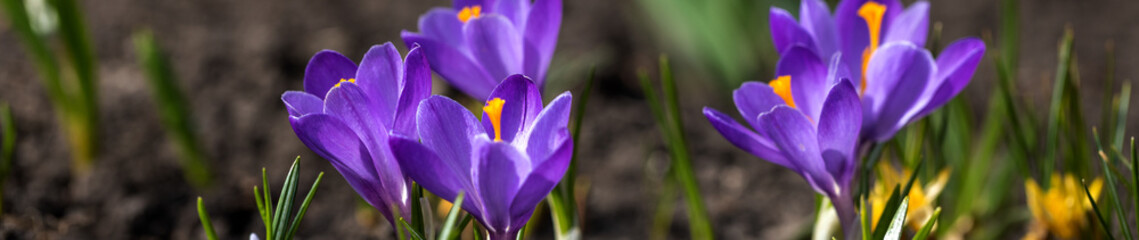 Flowers Crocus in the Garden closeup. Nature in Spring. Flora and Fauna in Springtime. Macro photography of an Bloom Purple Flower Saffron.