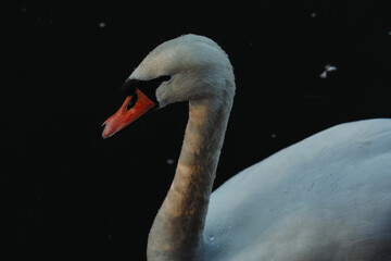 Fototapeta premium swan on the water