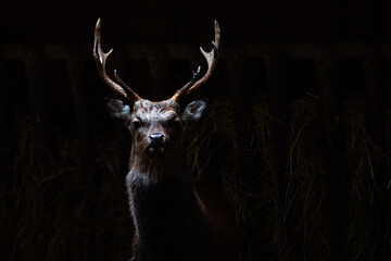 Wild deer living in a Danish forest