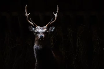 Crédence de cuisine en verre imprimé Cerf Wild deer living in a Danish forest