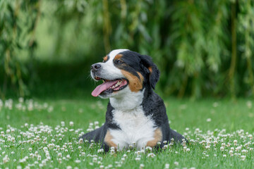 Bernese mountain dog laying in the grass