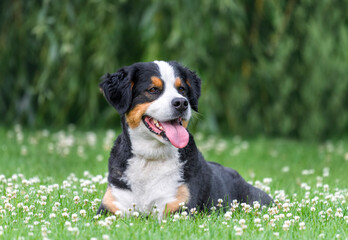 Portrait of a Bernese mountain dog