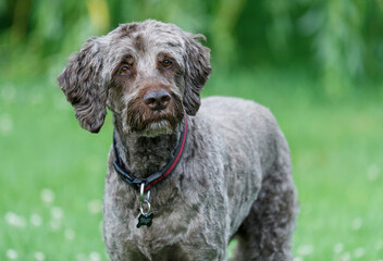 Portrait of a puppy dog