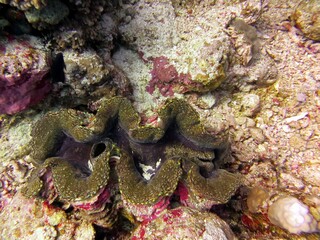 coral reef in the sea