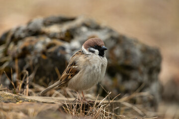 Eurasian tree sparrow sitting on a stone