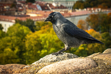 raven on the rock with vilnius in background, vilnius, lithuania, baltic countries, baltics, europe, autumn