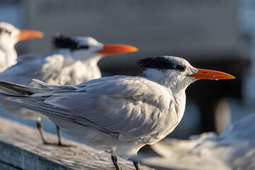 Seagulls resting on a dock