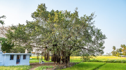 Ficus benghalensis, commonly known as the banyan, banyan fig and Indian banyan, is a tree native to the Indian Subcontinent.