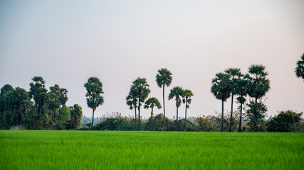 rice fields, rice plant, Oryza sativa with  Borassus tree (palms tree) in the Indian village