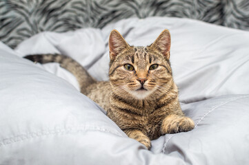 Portrait gray domestic cat on a gray background