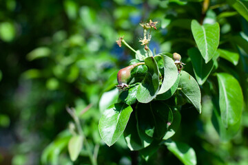 large horizontal photo. summer time. fruit trees. winter pear variety. green fruit with a red coating in the middle of the leaves on the tree.