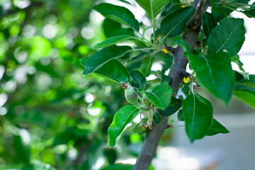 large horizontal photo. summer time. fruit trees. unripe apple fruit in the middle of the leaves on the tree.