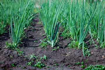 large horizontal photo. summer time. even rows of green onions. growing environmentally friendly products in the open field.