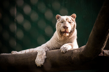 The white tiger lies on a big tree. Close view with blurred natural background. Wild animals