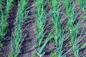 large horizontal photo. summer time. even rows of green onions on top. growing environmentally friendly products in the open field. drought in the garden.