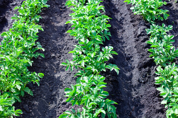 large horizontal photo. summer time. even rows of potato bushes. growing environmentally friendly products in the open field.