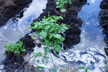 large horizontal photo. potato bush in the middle of water in the ground. summer time. watering potatoes in the garden. irrigation system for garden beds.