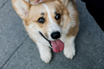 adorable, cute corgi dog
