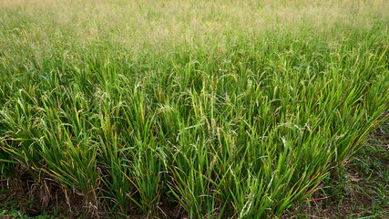 Ripe ricefield ready for harvest