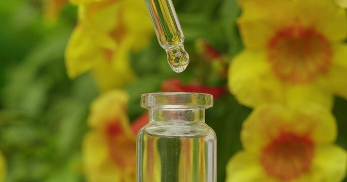 Closeup of cosmetics oils drips from pipette into bottle.
