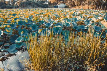 Lake in Beijing with flowering beautiful lotus at sunset