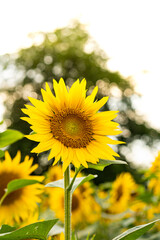 Sunflowers Plantation - Sunflower Field Agriculture