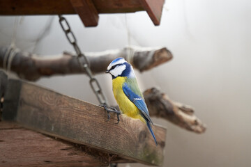 Tit at the wooden bird house. Winter feeding in snow and frost. Great tit (Cyanistes caeruleus, Blaumeise). Shelter for animals and songbirds.