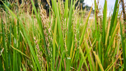 Ripe ricefield ready for harvest