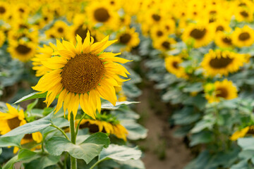 Sunflowers, field of sunflower in bloom sunflower field