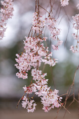 京都・醍醐寺の桜