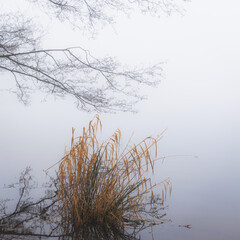 Morning fog in anglli in the park by the lake, St Chad`s Nature Reserve, January 2021.