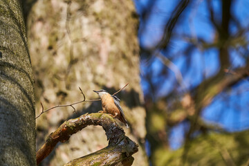 Eurasian nuthatch or wood nuthatch, Sitta europaea