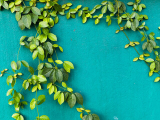 flowers & leaf on the Blue wall