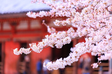 京都・醍醐寺の桜
