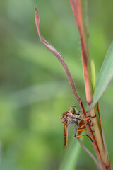 beautiful rainbow robberfly,
with blur background
Taken at close range (macro)