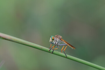 beautiful rainbow robberfly,
with blur background
Taken at close range (macro)