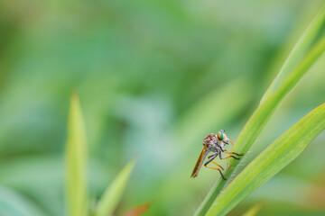 beautiful rainbow robberfly,
with blur background
Taken at close range (macro)