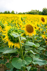 Sunflowers, field of sunflower in bloom sunflower field