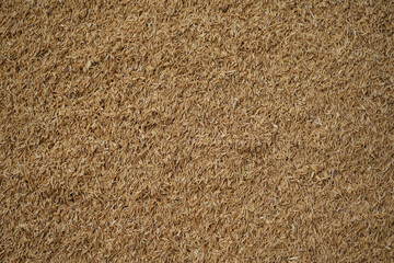 Piles of rice seed husks so that they form a very beautiful brown background.