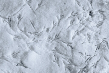 Naklejka na ściany i meble Multiple bird tracks in the snow. The birds walked through the snow leaving footprints behind them
