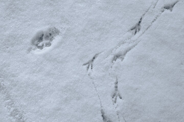 Bird and cat footprints in the snow. The cat and the birds were walking in the snow