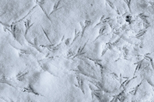 Multiple bird tracks in the snow. The birds walked through the snow leaving footprints behind them