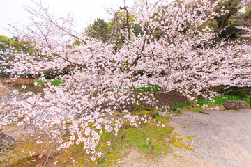 京都・勧修寺の庭園