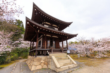 Fototapeta premium 京都・勧修寺と桜