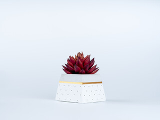 Red succulent plant in DIY painted concrete planter isolated on white background. The modern cement plant pot pyramid shape is painted with a gold color bar, and black dots on white.