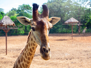 Close-up of a cute portrait of giraffe, face, and neck on outdoor background in the zoo on sunny day.