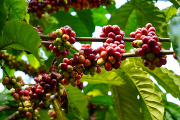 Muria coffee plant, which is Robusta coffee, which grows a lot in the Muria Mountain area in the Kudus area, Pati Jepara, Central Java, Indonesia.