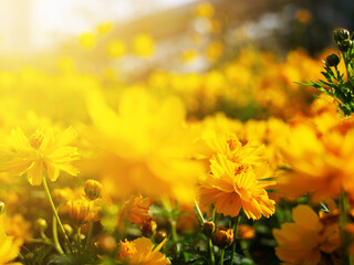 Many yellow flowers blur the foreground and background. with bokeh and light